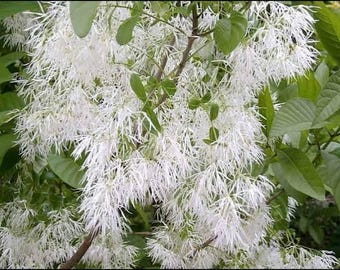 5 seeds American White Fringe Tree - Chionanthus virginicus