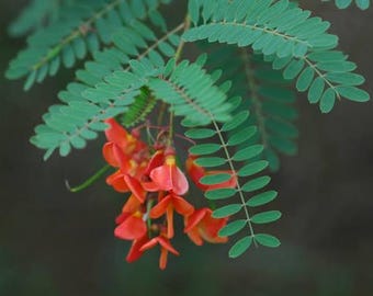 20 seeds red rattlebox (Sesbania punicea) scarlet wysteria