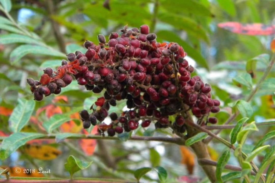 100 Seeds Florida Winged Sumac Edible Etsy