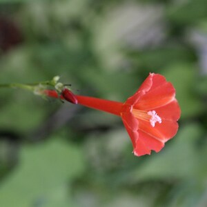 18 Red Star Scarlet Morning Glory seeds Ipomoea hederifolia vine Florida Native
