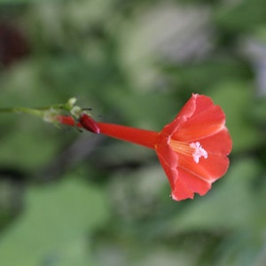 50 Red Star Scarlet Morning Glory seeds Ipomoea hederifolia vine Florida Native