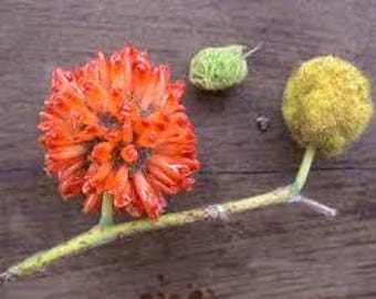 20 seeds Paper Mulberry - Broussonetia papyrifera -  edible fruit