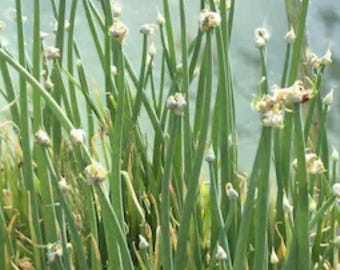 20 wild walking onion bulbs