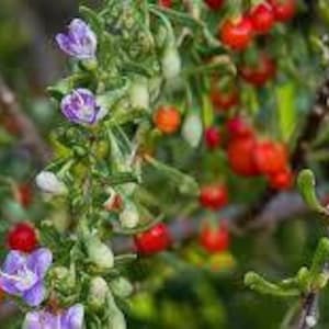 May include: Close-up of a Goji berry plant with vibrant red berries, small purple flowers, and green foliage. The berries are clustered along the stems, with some still green. The background is blurred, emphasizing the plant's details.