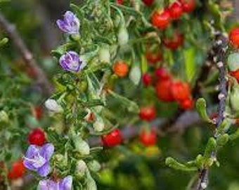 30 seeds Christmas Berry - Lycium Carolinianum - Carolibna Wolfberry - edible fruit - Florida Native