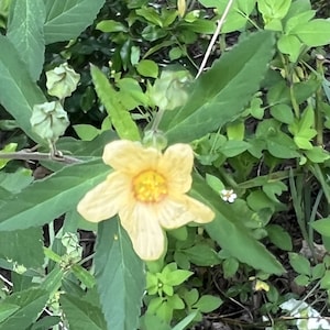 10 seeds Sida Rhombifolia Florida Native - Jute