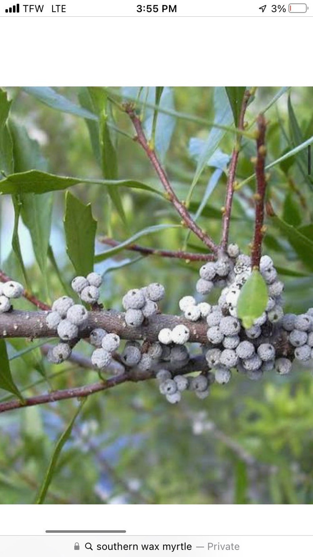 30 Seeds Southern Wax Myrtle Edible Etsy