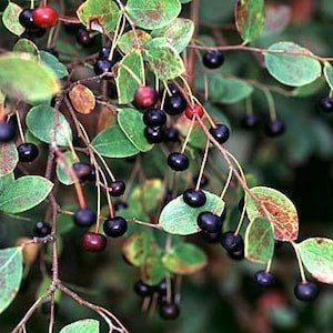 May include: A close-up of a branch of a bush with dark purple berries and green leaves. Some of the berries are a darker red color.