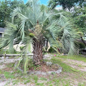 18 pindo palm seeds jelly palm date palm - Butia capitata
