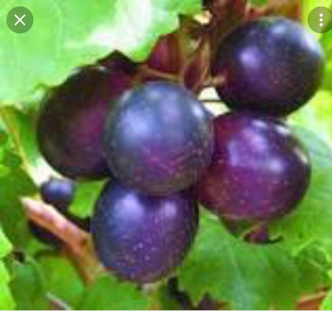 20 Seeds Wild Muscadine Grape Etsy