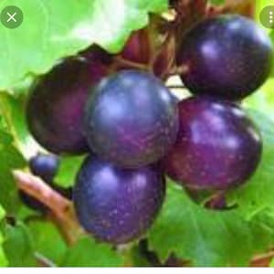 20 seeds wild muscadine grape