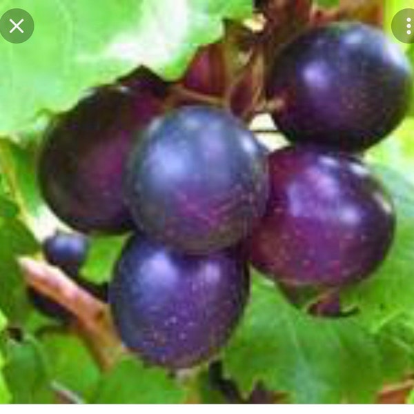 20 seeds wild muscadine grape
