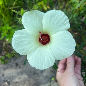 15 seeds Florida Native Pineland Hibiscus - hibiscus aculeatus white