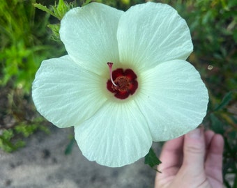 15 seeds Florida Native Pineland Hibiscus - hibiscus aculeatus white