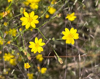 50 seeds Prairie Broomweed