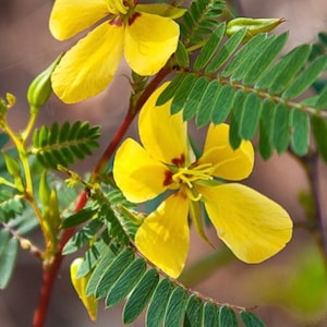 25 seeds Partridge Pea seeds Florida native