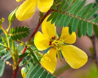 25 seeds Partridge Pea seeds Florida native