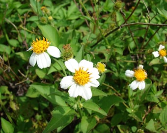 50 Seeds Bidens Alba - Also Known As shepherd's needles, beggarticks, Spanish needles or butterfly needles