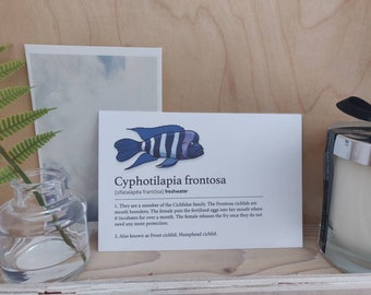 Cichlid de Frontosa - carte postale, art de dictionnaire, poissons tropicaux, caractéristique de poissons, décor de bureau, affiche minimaliste