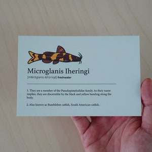 Bumblebee Catfish Microglanis iheringi postcard, dictionary art, tropical fish, fish characteristic, office decor, minimalist poster image 4