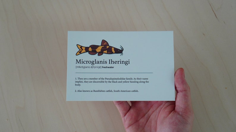 Bumblebee Catfish Microglanis iheringi postcard, dictionary art, tropical fish, fish characteristic, office decor, minimalist poster image 4