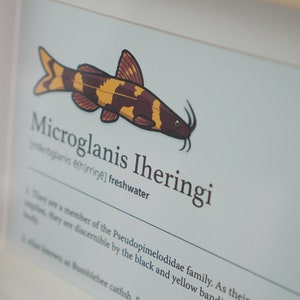 Bumblebee Catfish Microglanis iheringi postcard, dictionary art, tropical fish, fish characteristic, office decor, minimalist poster image 2