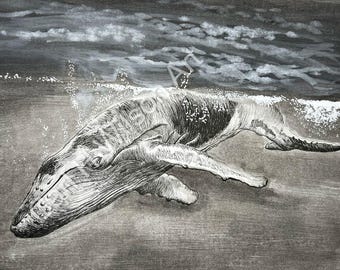 Deep Blue Wonder” – Majestic Whale Pen & Ink Art Print – 11x14 Fine Art Wall Decor