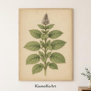 Puede incluir: Ilustración botánica de una planta de menta con hojas verdes y una flor de color púrpura claro, sobre un fondo beige. La obra de arte está enmarcada en un marco de madera marrón claro. El nombre del artista, KiamoKoArt, está impreso en la parte inferior.