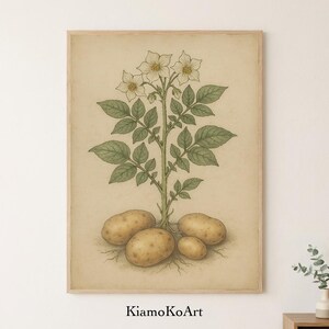 Puede incluir: Una impresión botánica enmarcada de una planta de patata. La ilustración presenta una representación detallada de las hojas, flores y patatas de la planta. La obra de arte es de estilo vintage, con una paleta de colores neutros y el texto "KiamoKoArt" en la parte inferior.