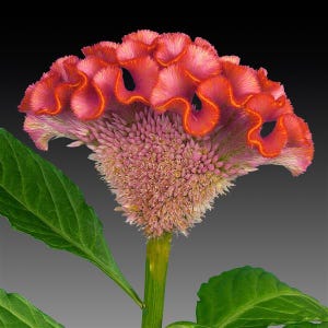 May include: A vibrant pink and orange cockscomb flower with a ruffled, frilly texture. The flower is in bloom and has a green stem and leaves.