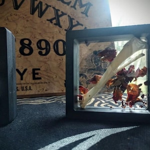 May include: Two black square display cases with clear fronts. One case contains a bone and dried red plant matter. The other case has similar contents. A vintage Ouija board is in the background.