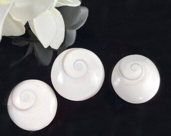 Three Shivas Eye Shell Natural Stone 1.4 inch