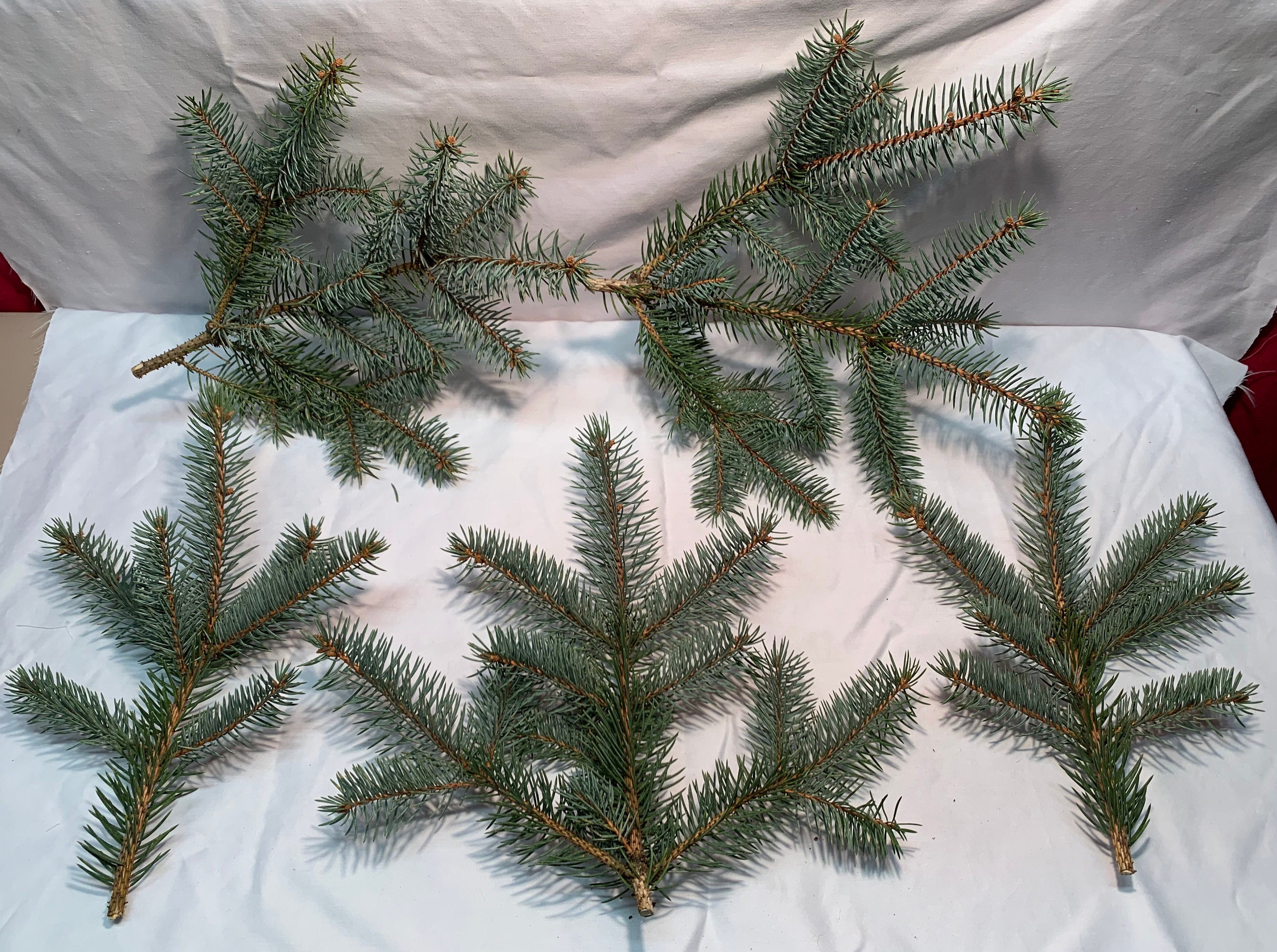 Blue Spruce Branch Etsy
