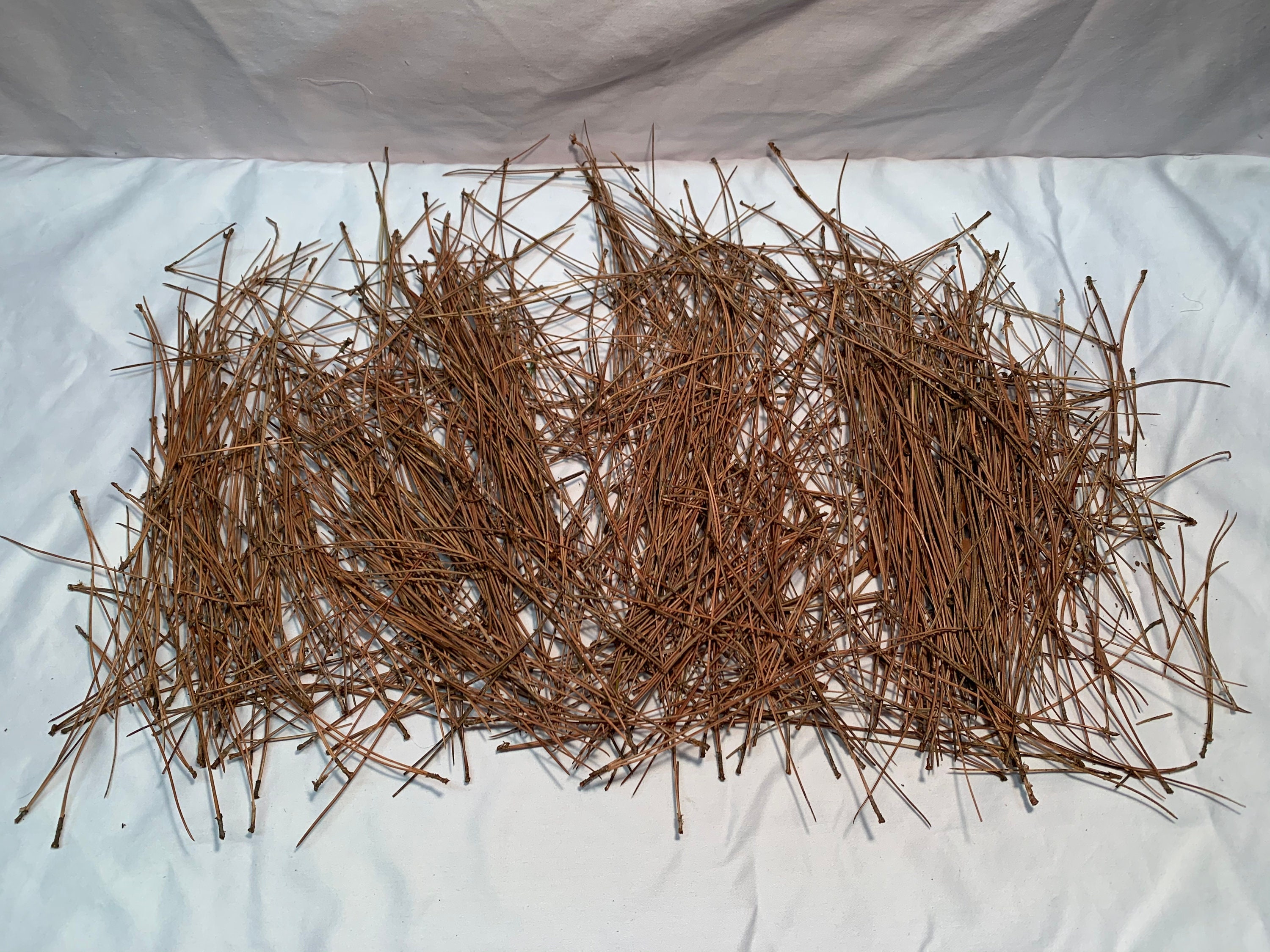 Pine Needles Dried Etsy