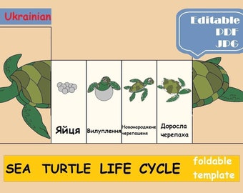 Turtle Life cycle in Ukrainian, Montessori cards Digital Download Print Learning Turtle foldable Preschool Homeschool Kids Learning Activity