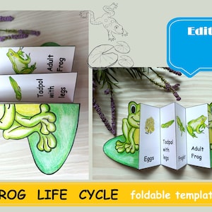 May include: A foldable template illustrating the frog life cycle, featuring stages from eggs to adult frog. The design includes a green frog illustration and the text "FROG LIFE CYCLE foldable template". The template is available in PDF and JPG formats.