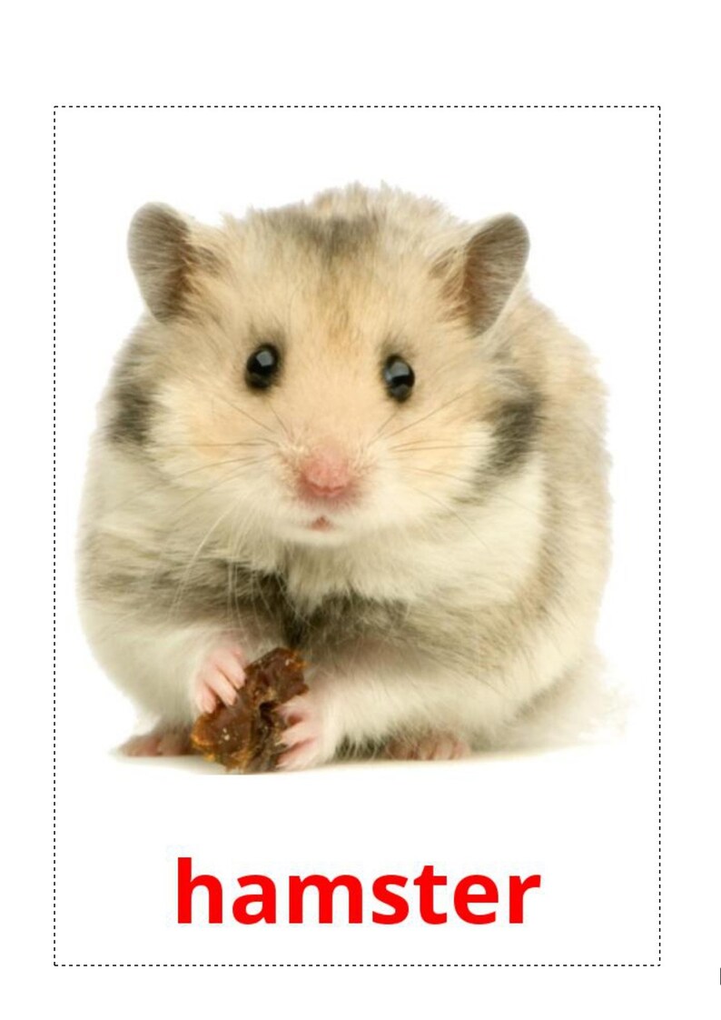 Doman Cards Pets Cards Animal Flash Cards Montessori | Etsy