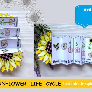 Cycle de vie du tournesol, Cartes Montessori, Téléchargement numérique Cycle de vie pliable Tournesol FlashCards Matériel éducatif Préscolaire École à la maison