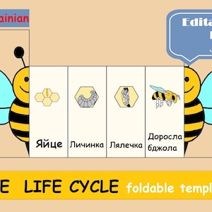 Bee Life Cycle Printable in Ukrainian, Foldable Bee Life Cycle, Montessori digital cards Ukrainian Learning Preschool Insects Classroom Unit