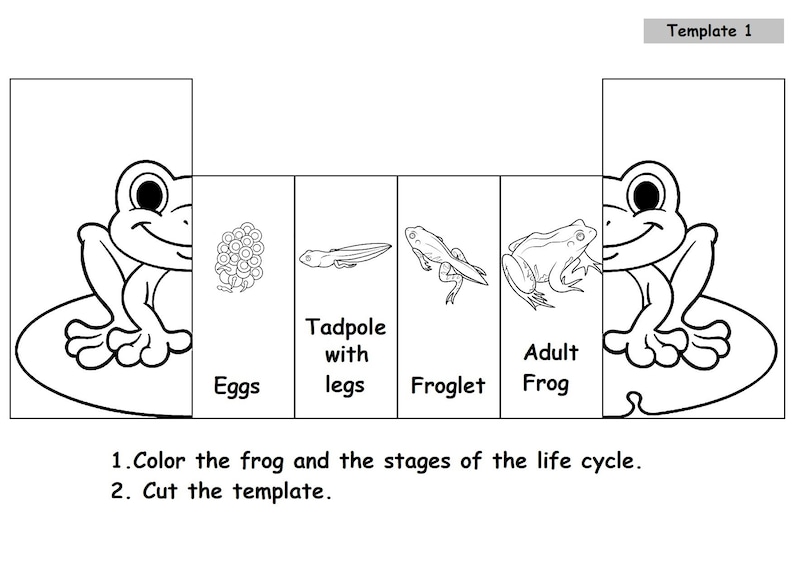 May include: Black and white template illustrating the life cycle of a frog. Stages include eggs, tadpole with legs, froglet, and adult frog. Instructions: Color the frog and the stages of the life cycle, then cut the template.
