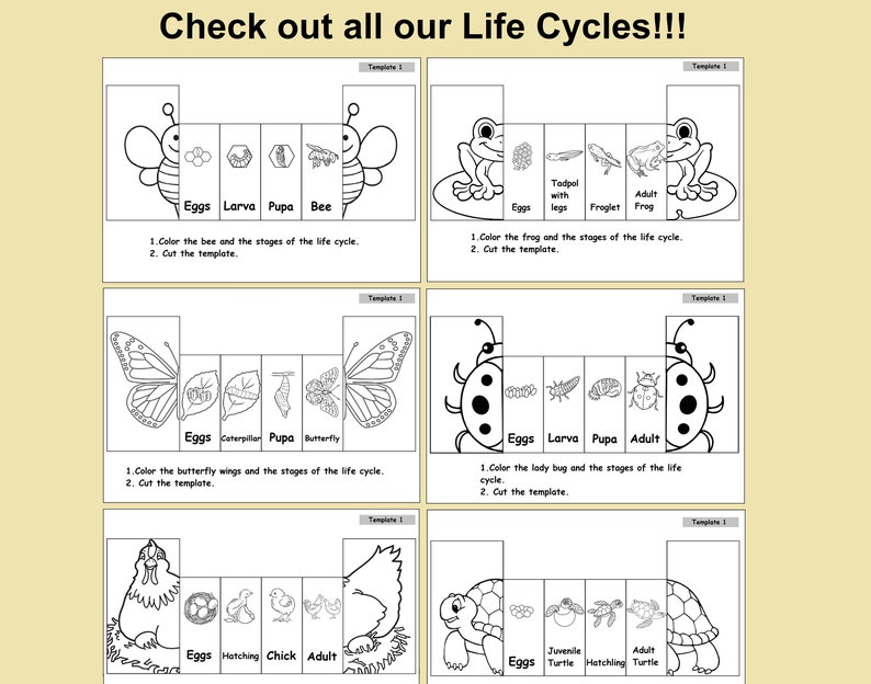 May include: Black and white printable worksheet with five different life cycle stages for a bee, frog, butterfly, ladybug, and chicken. Each stage is labeled with the name of the stage, such as "Eggs", "Larva", "Pupa", and "Adult". The worksheet includes instructions to color the animals and stages of the life cycle and to cut out the template.