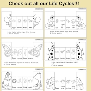 May include: Educational templates illustrating life cycles of various creatures, including a bee, frog, butterfly, ladybug, chicken, and turtle. Each template shows the stages of development, with instructions to color and cut.