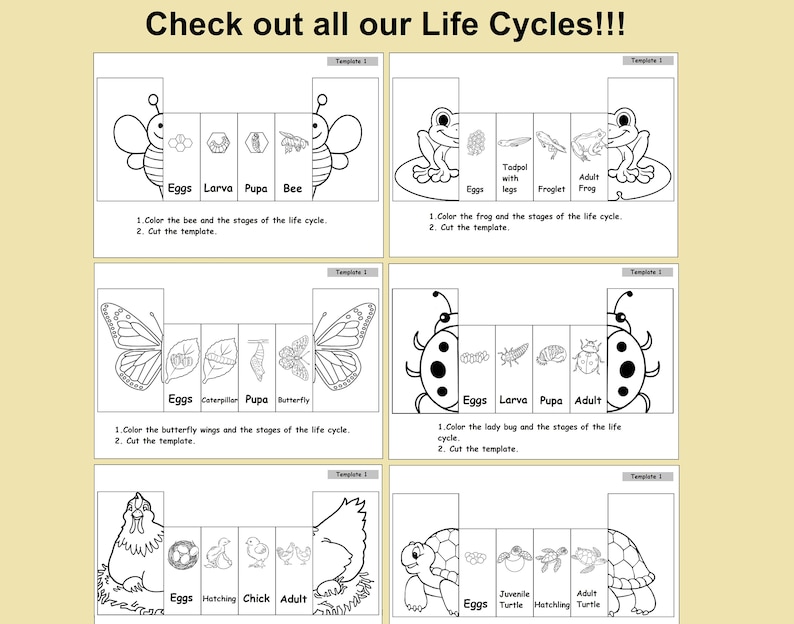 May include: Educational templates illustrating life cycles of various creatures, including a bee, frog, butterfly, ladybug, chicken, and turtle. Each template shows the stages of development, with instructions to color and cut.