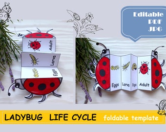 Ciclo de vida de la mariquita, material Montessori, juguete educativo, biología, zoología, mariquita plegable, descarga digital, ciclo de vida de los insectos, manualidad para niños