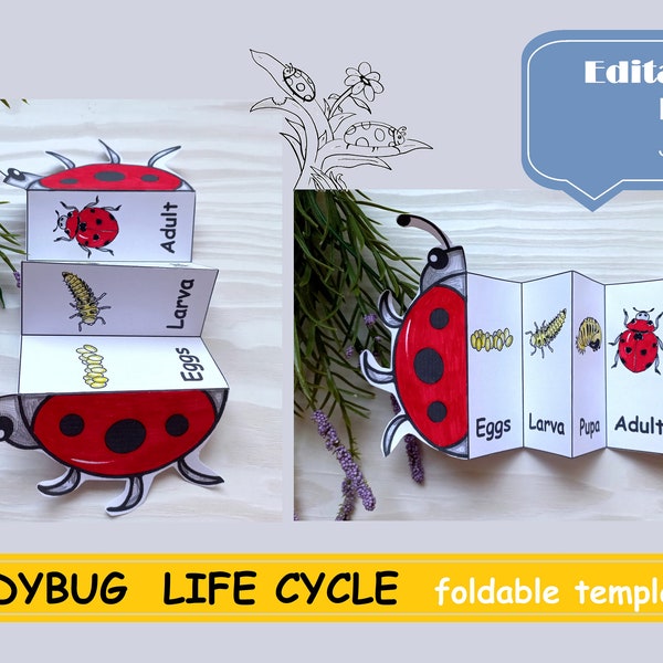 Ladybug Life Cycle, Montessori material, Educational Toy Biology Zoology Ladybird foldable Digital Download Insect Life cycle kids craft
