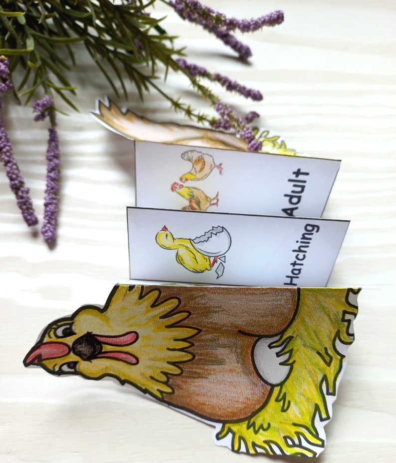 May include: A paper flip book showing the life cycle of a chicken. The book has four pages with illustrations of a chicken egg, a chick hatching, a young chick, and an adult chicken. The text on the last page reads "Hatching Adult".
