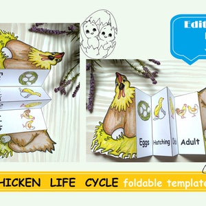 Ciclo de vida del pollo, Artesanía plegable para niños, Montessori Digital Descargar Ciencias de la vida Nomenclatura Tarjetas Flash Editable Pdf Imprimible preescolar