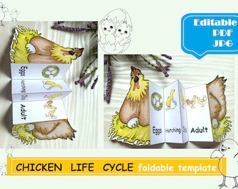 Chicken Life cycle, Foldable kids craft, Montessori Digital Download Life science Nomenclature Flash Cards Editable Pdf Printable preschool
