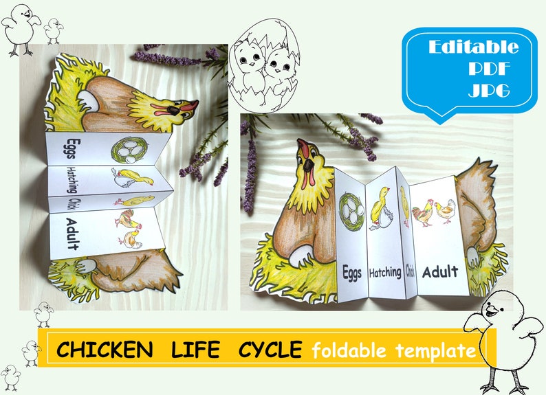 May include: A printable chicken life cycle foldable template. The template includes illustrations of a chicken egg, a hatching chick, a chick, and an adult chicken. The template is labeled with the words "Eggs", "Hatching Chick", "Chick", and "Adult".