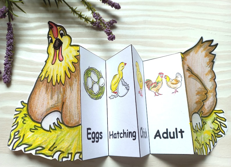 May include: A brown and yellow chicken sits on a nest of hay. The next panel shows three white eggs in a nest. The next panel shows a yellow chick hatching from an egg. The next panel shows a rooster and a hen. The last panel shows the back of the chicken. The text on the panels reads "Eggs", "Hatching", "Chick", and "Adult".